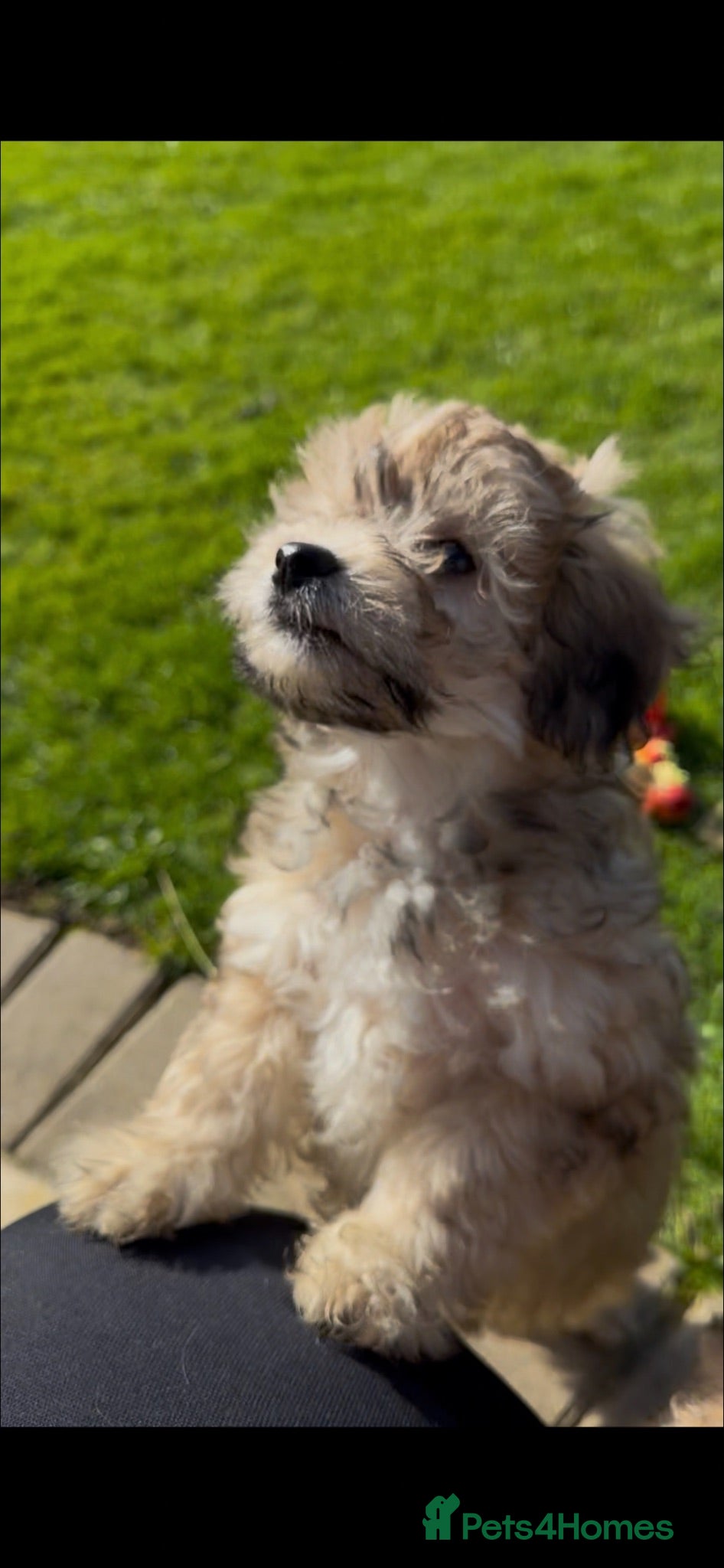 Maltipoo dogs Maltipoo puppy’s  - Advert 14
