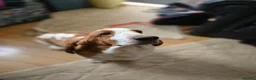 Basset Hound dogs for stud: Basset Hound Proven Stud - Advert 9