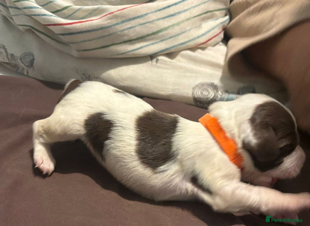 English Springer Spaniel dogs for sale: English Springer Spaniel Pups - Advert 4