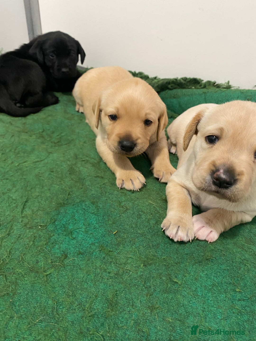 Labrador Retriever dogs for sale: Fabulous Labrador Puppies - Image 6