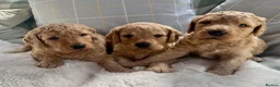 Labradoodle dogs for sale: Stunning F1 labradoodle  - Advert 11