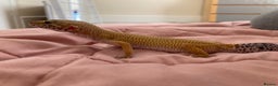 Gecko reptiles for sale: female leopard gecko + 4ft vivarium - Advert 10