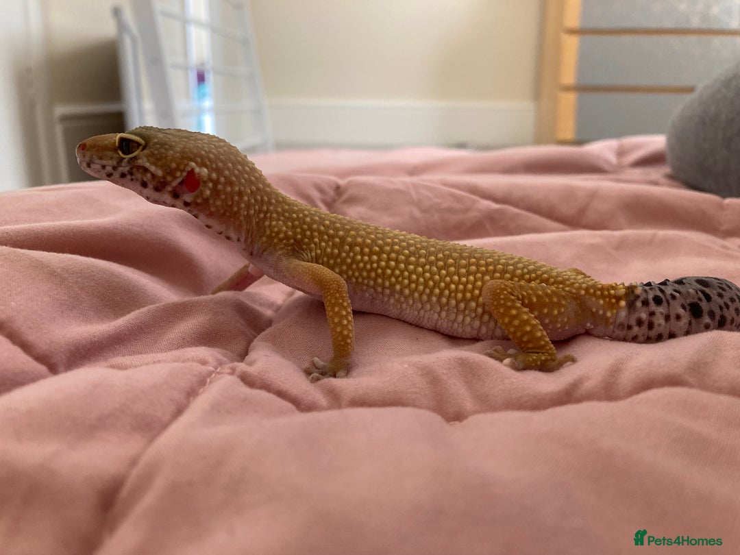 Gecko reptiles for sale: female leopard gecko + 4ft vivarium - Image 10