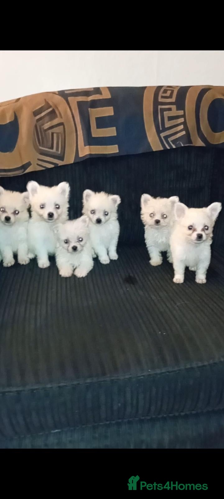 Pomeranian dogs Beautiful Maltipom Puppies – 4 Boys & 2 Girls - Advert 5