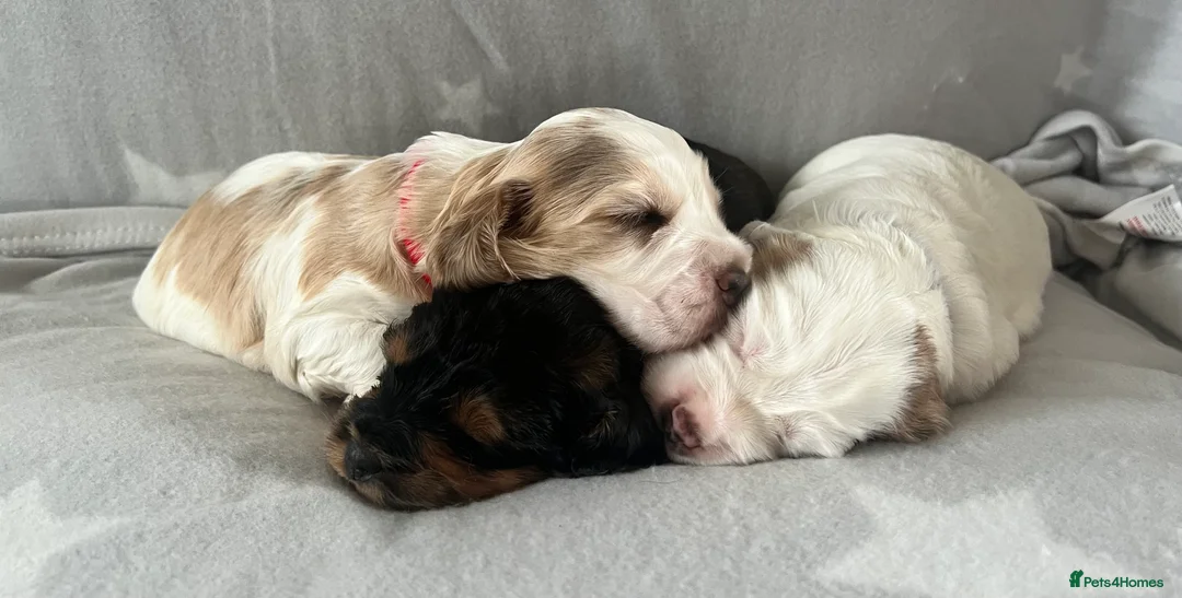 Cockapoo dogs for sale: Beautiful F1B cockapoo puppies! - Advert 2