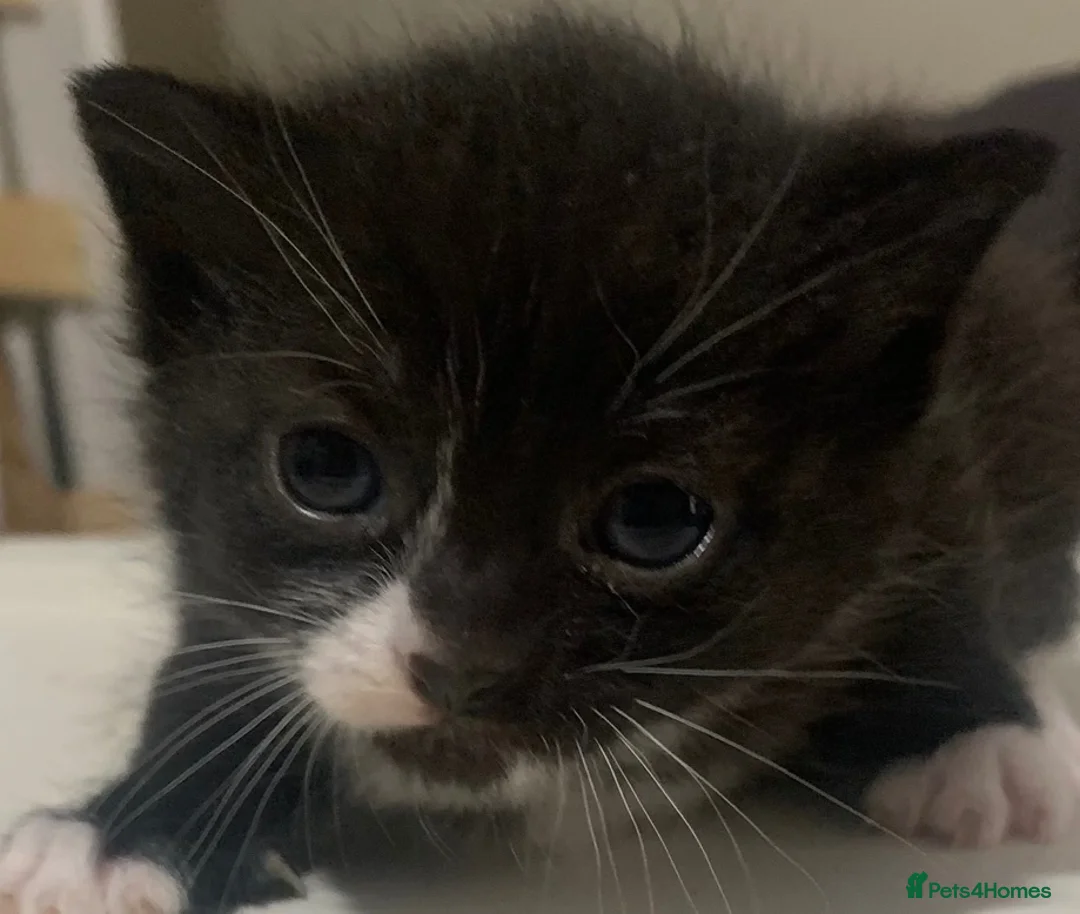 Mixed Breed cats for sale: Four beautiful kittens  - Advert 2