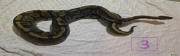 Python Snake reptiles for sale: rehoming/ breeding snakes - Advert 13