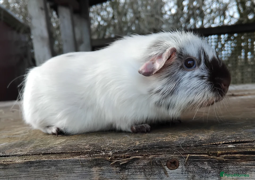 Guinea Pig rodents for sale: Chocolate Dalmation sows or breeding Trio - Advert 2
