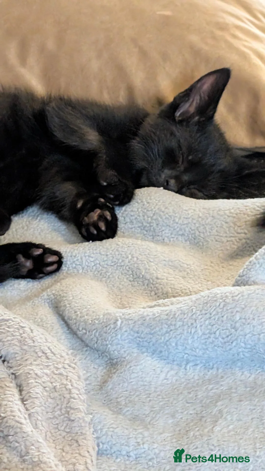 Mixed Breed cats for sale: Tortoise shell kittens - Advert 14