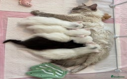 Ragdoll cats for sale: LAST KITTEN LEFT 🎀 - Image 6