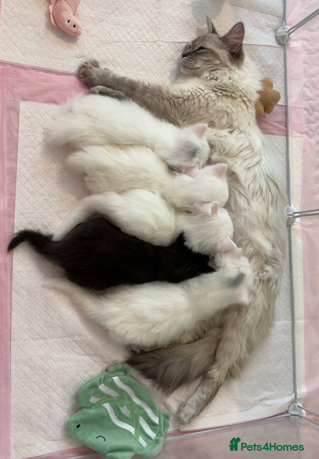 Ragdoll cats for sale: LAST KITTEN LEFT 🎀 - Image 6