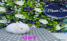 Lionhead rabbits for sale: Purebred lionhead babies available now  in Gloucester - Image 11