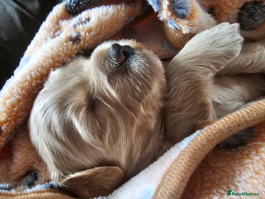 Cockapoo dogs for sale: 4 beautiful cockapoo puppies - Image 3