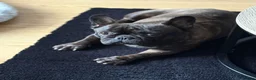 French Bulldog dogs for sale: Jackson in Warrington - Advert 4