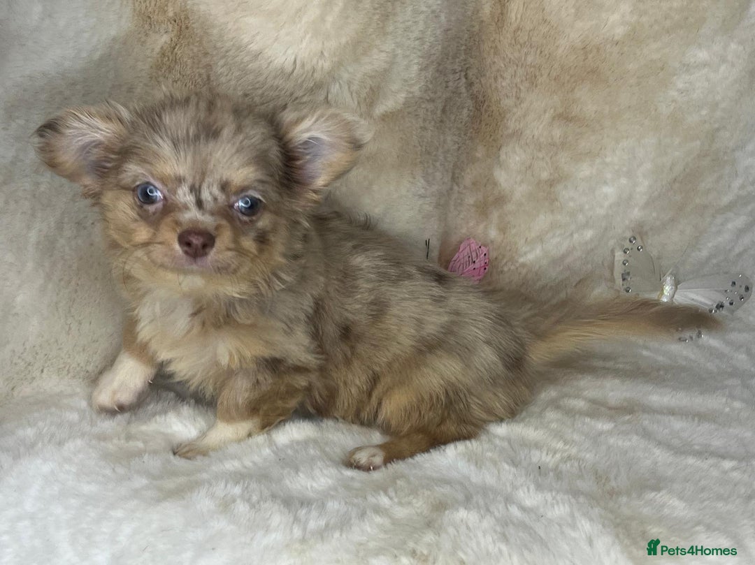 Chihuahua dogs for sale: Chihuahua long coat. Marble  - Image 18