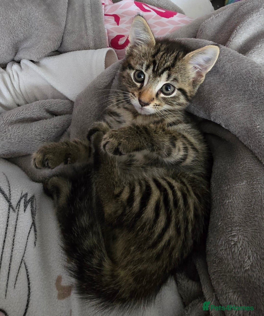 Mixed Breed cats for sale: 5 Kittens for sale - Image 28