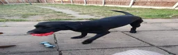 Labrador Retriever dogs for sale: Black lab for rehoming  - Advert 5