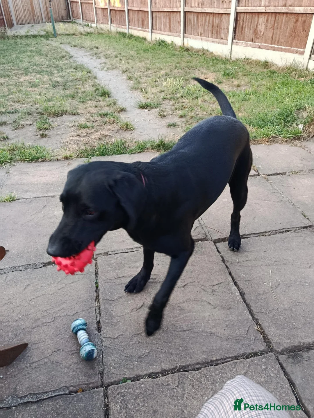 Labrador Retriever dogs for sale: Black lab for rehoming  - Advert 5