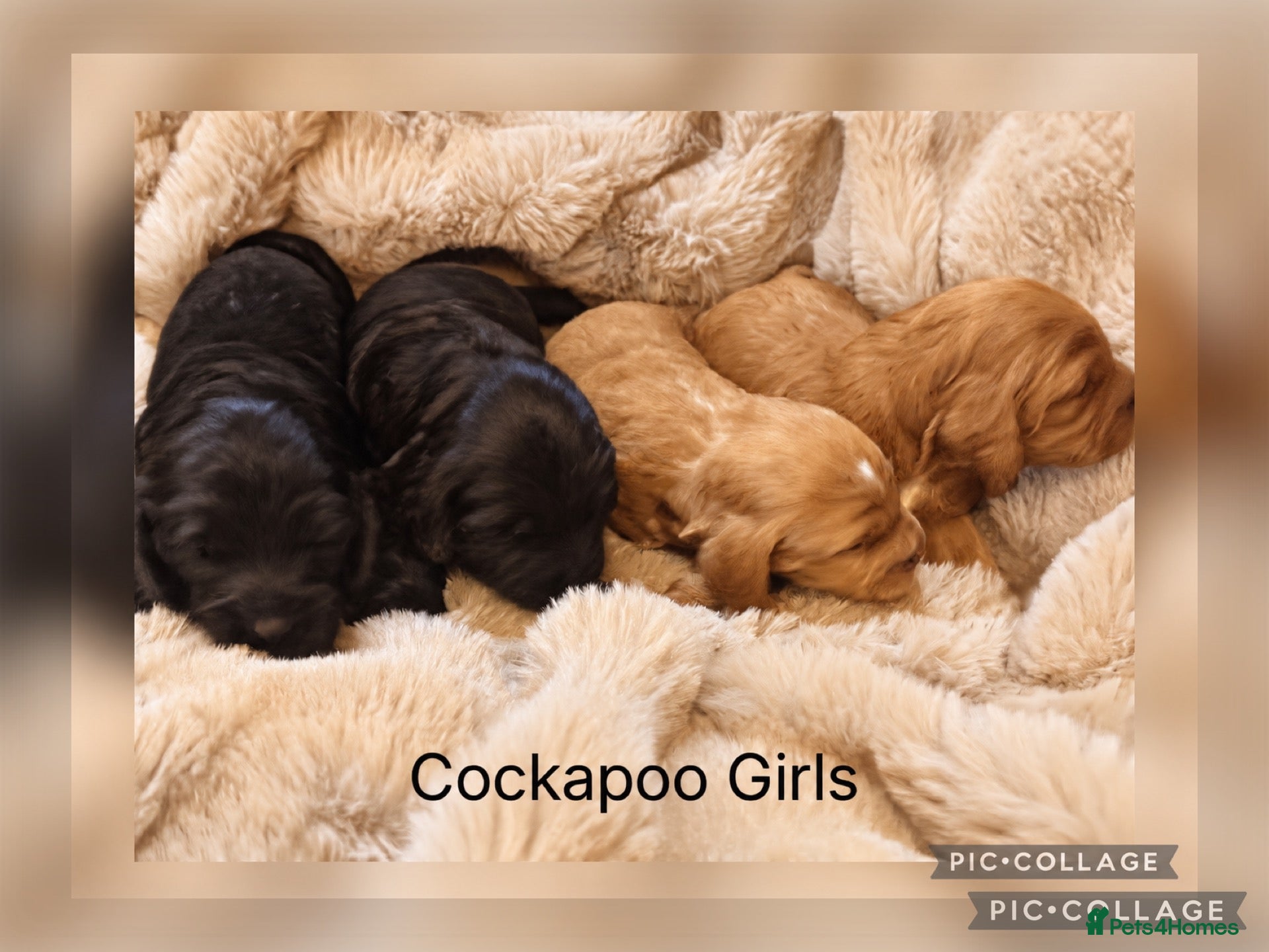 Cockapoo dogs F1 Gorgeous Cockapoo’s - Advert 1