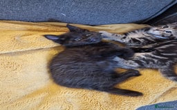 Maine Coon cats for sale: 3 maincoone x kittens - Image 17