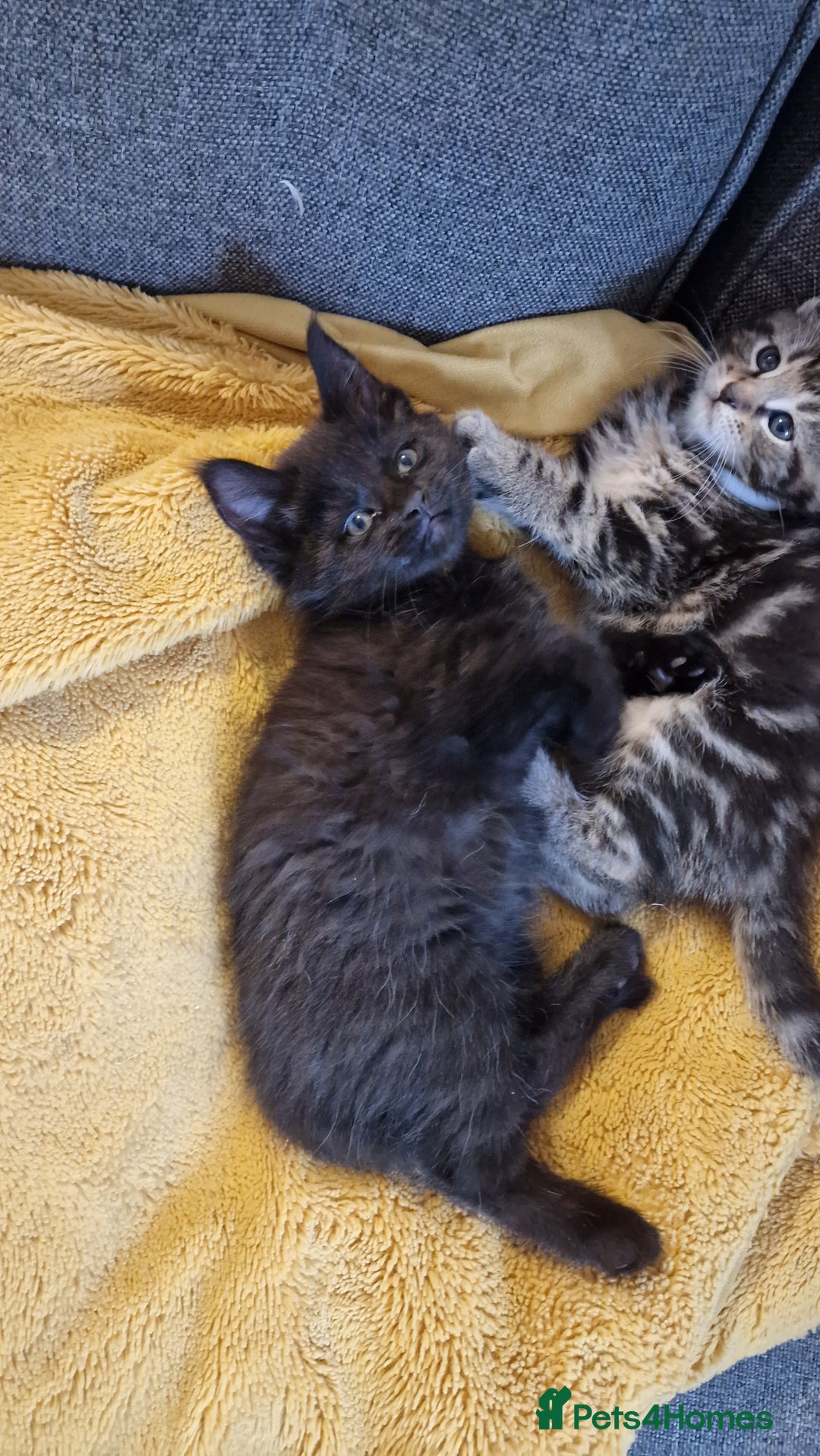Maine Coon cats for sale: 3 maincoone x kittens - Image 17