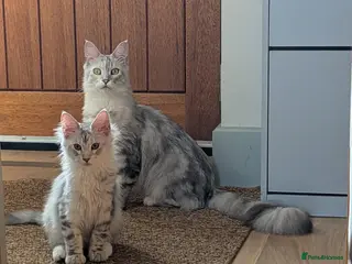 Maine Coon cats Maine coon pedigree male can be breeding rights - Advert 2