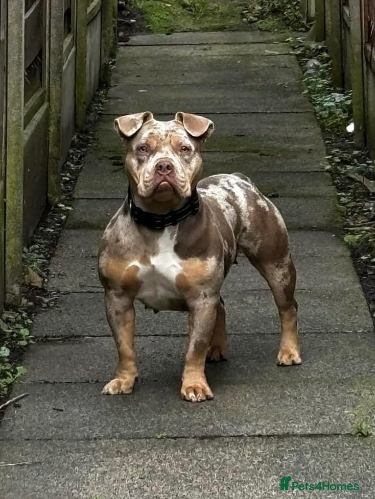 American Bull Staffy dogs American micro/pocket bully REHOME!  - Advert 7