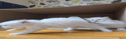 Siberian cats for sale: 4 Siberian Neva Masquerade kittens for seal - Advert 3