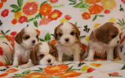 Cavalier King Charles Spaniel dogs for sale: 7 Puppies ready for reservations - Image 29