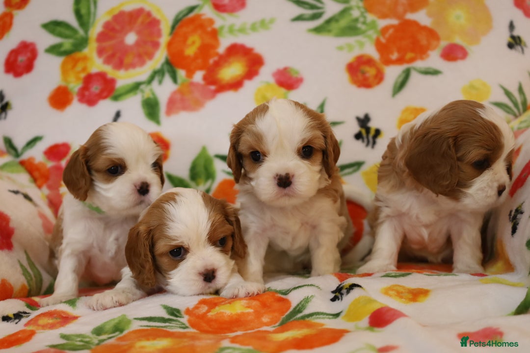 Cavalier King Charles Spaniel dogs for sale: 7 Puppies ready for reservations - Image 29
