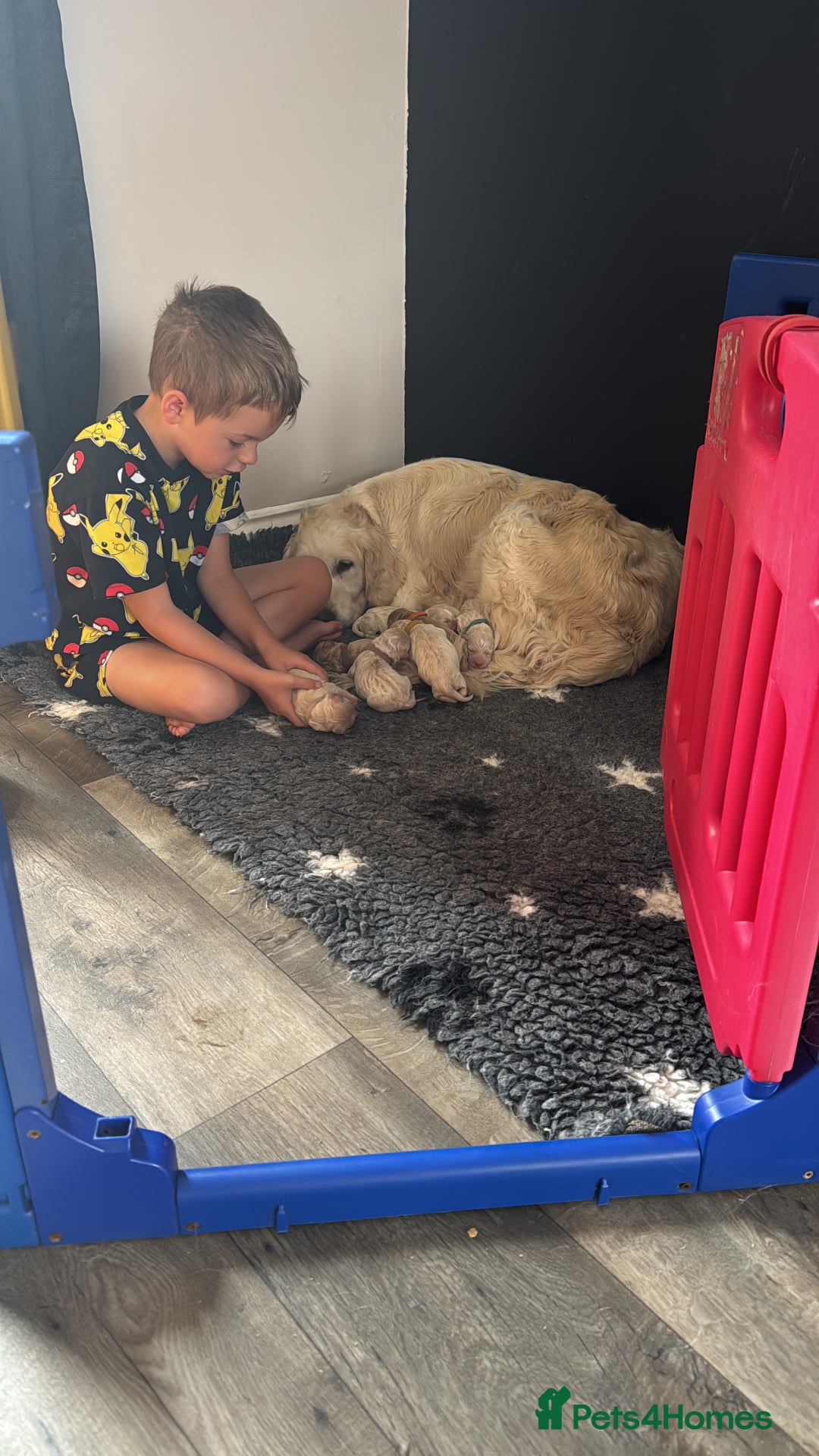 Mini Goldendoodle dogs for sale: Stunning F1 Mini Goldendoodles  - Image 16