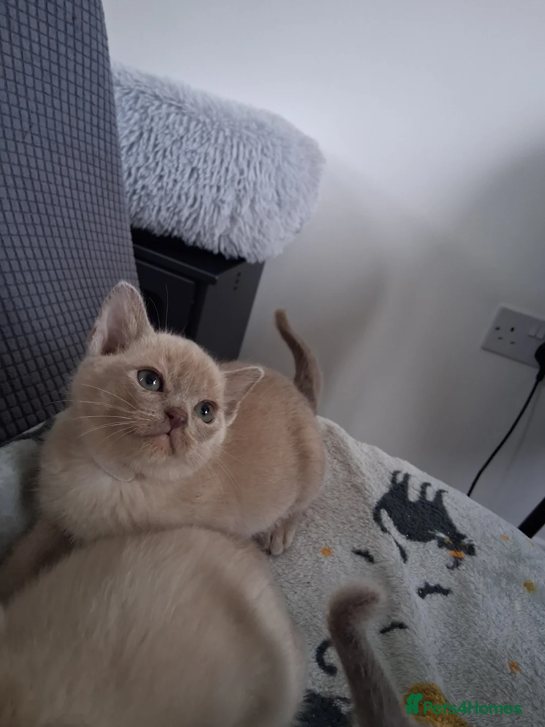 Burmese cats for sale: Stunning lilac kittens available - Advert 2
