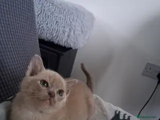 Burmese cats Stunning lilac kittens available - Advert 1