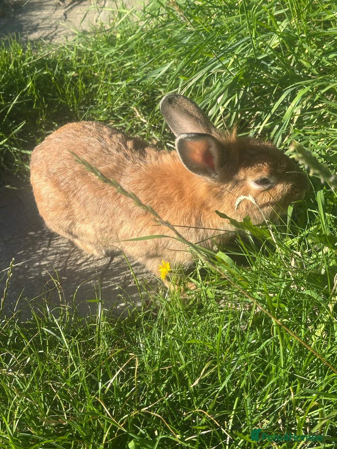 Mixed Breed rabbits for sale: Bunnies and rabbits for sale  - Image 2