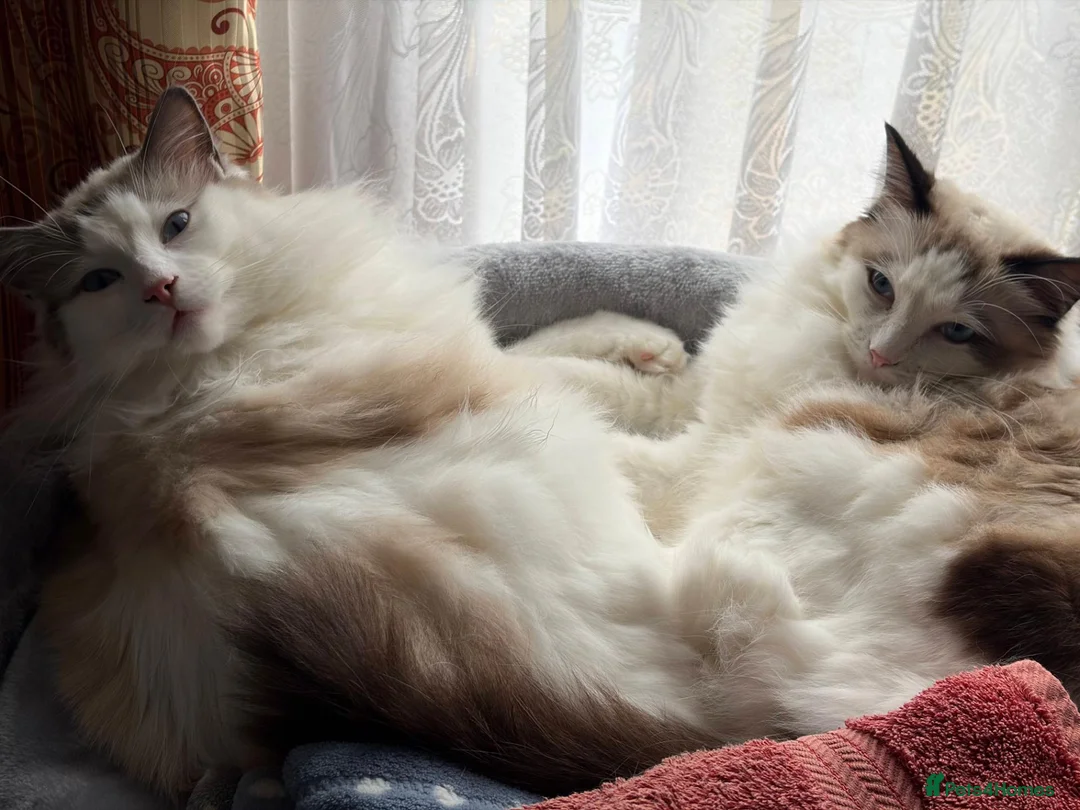 Ragdoll cats for sale: Two Ragdolls for Rehoming in Ilford - Advert 1