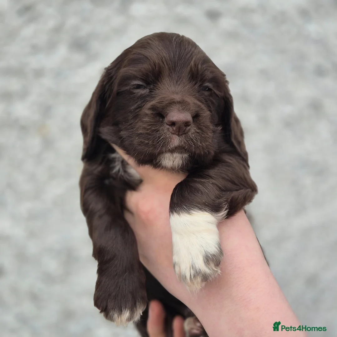 Cocker Spaniel dogs for sale: Working cocker spaniel puppys - Advert 6