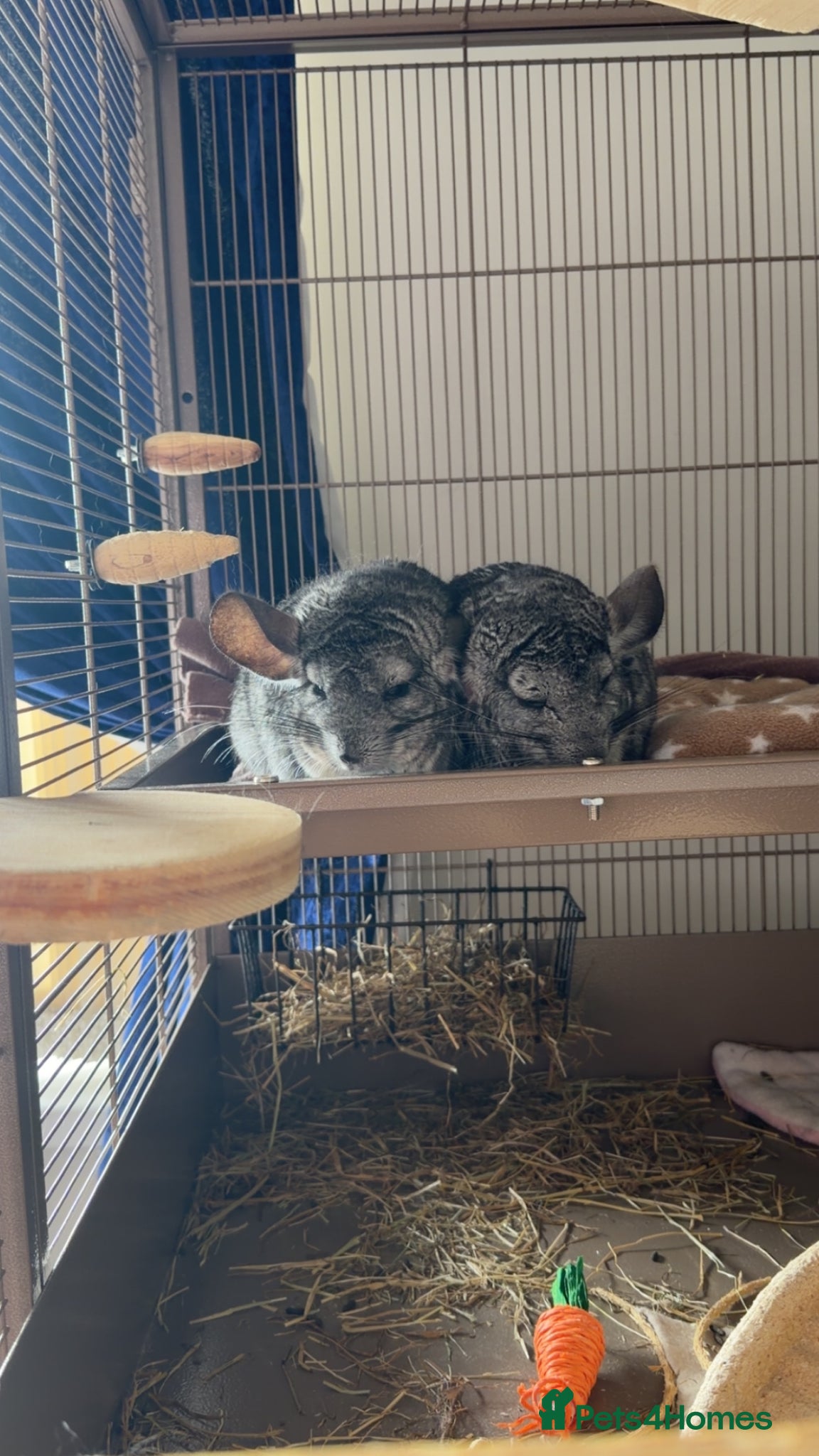 Chinchilla rodents 2 Female chinchillas, everything included - Advert 1
