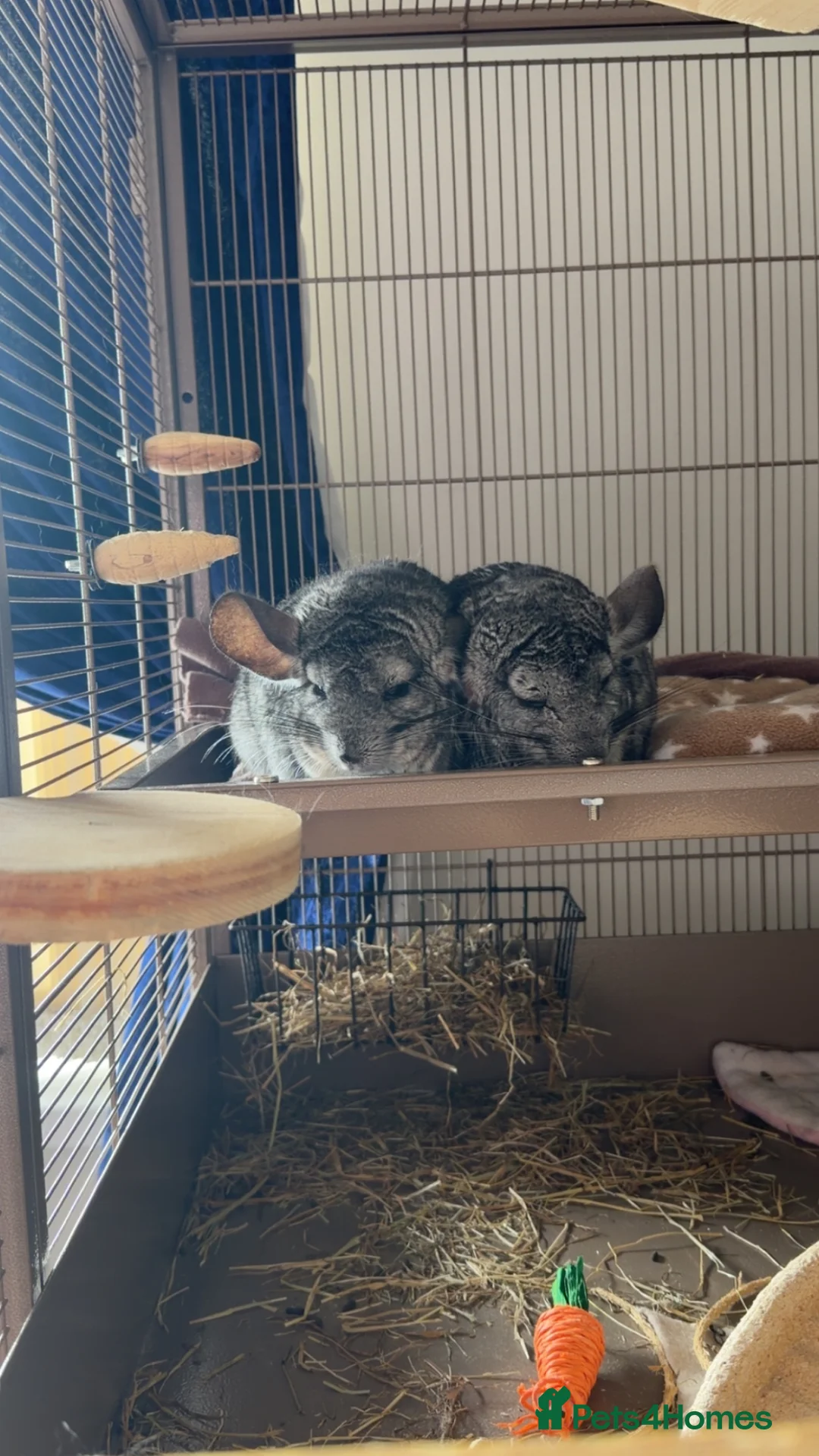 Chinchilla rodents for sale: 2 Female chinchillas, everything included in Ammanford - Advert 1