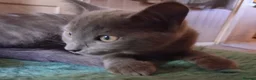 Mixed Breed cats for sale: ⭐️🐈SUPERB BENGAL X RUSSIAN BLUE 🐈⭐️ in Hatfield - Advert 5