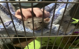 Rat rodents for sale: Rehoming my rats  - Image 5