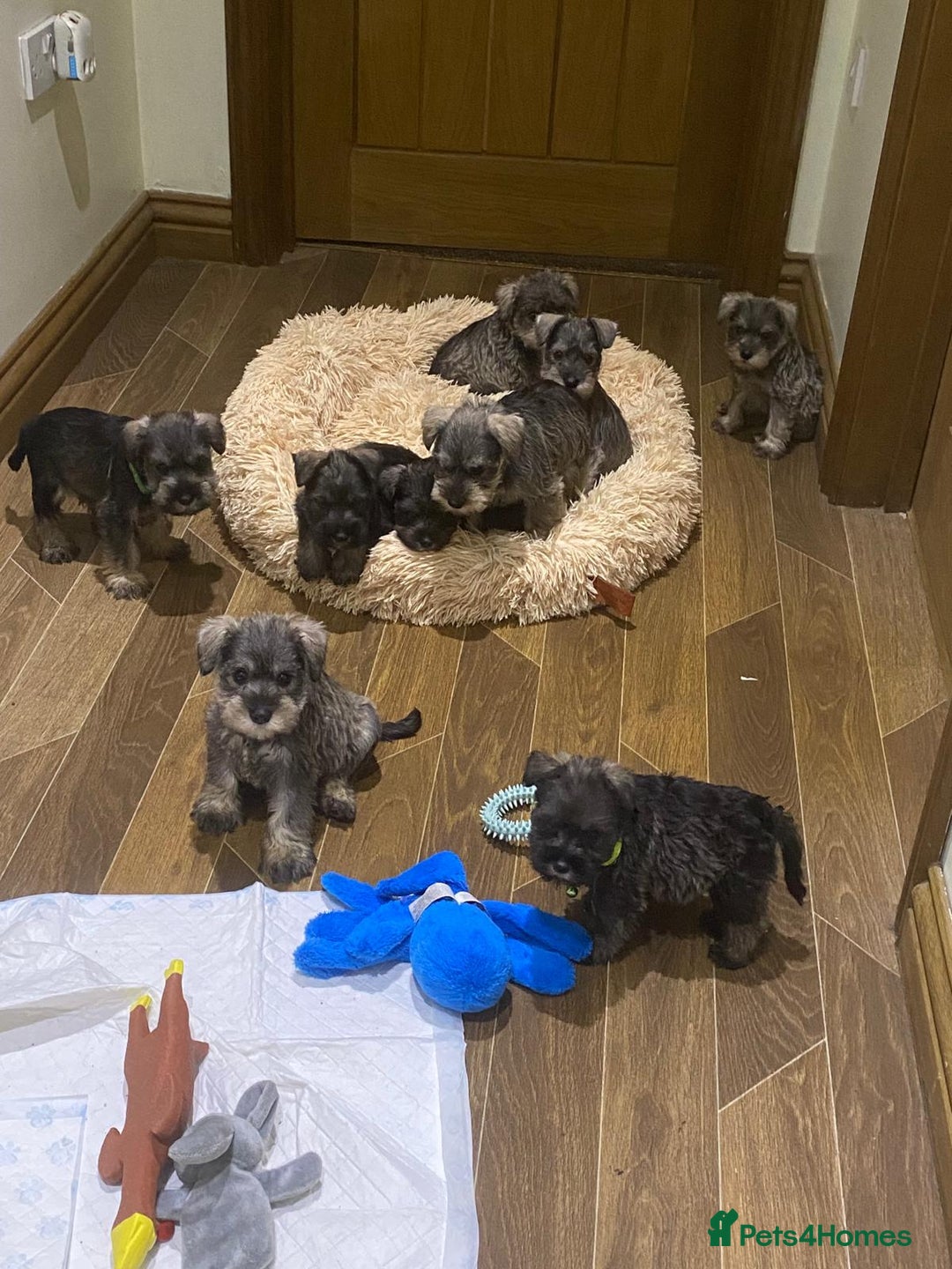 Miniature Schnauzer dogs for sale: Miniature schnauzer puppies  - Advert 3