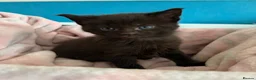 Maine Coon cats for sale: Maine Coon Cross Kittens  - Advert 12