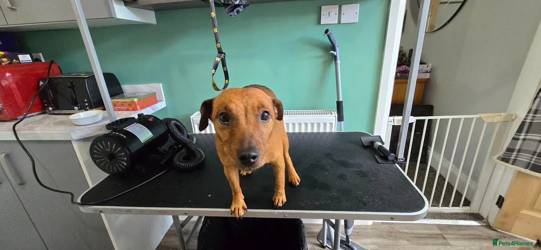Lakeland Terrier dogs for sale: Coco the lakland terrier  - Advert 2