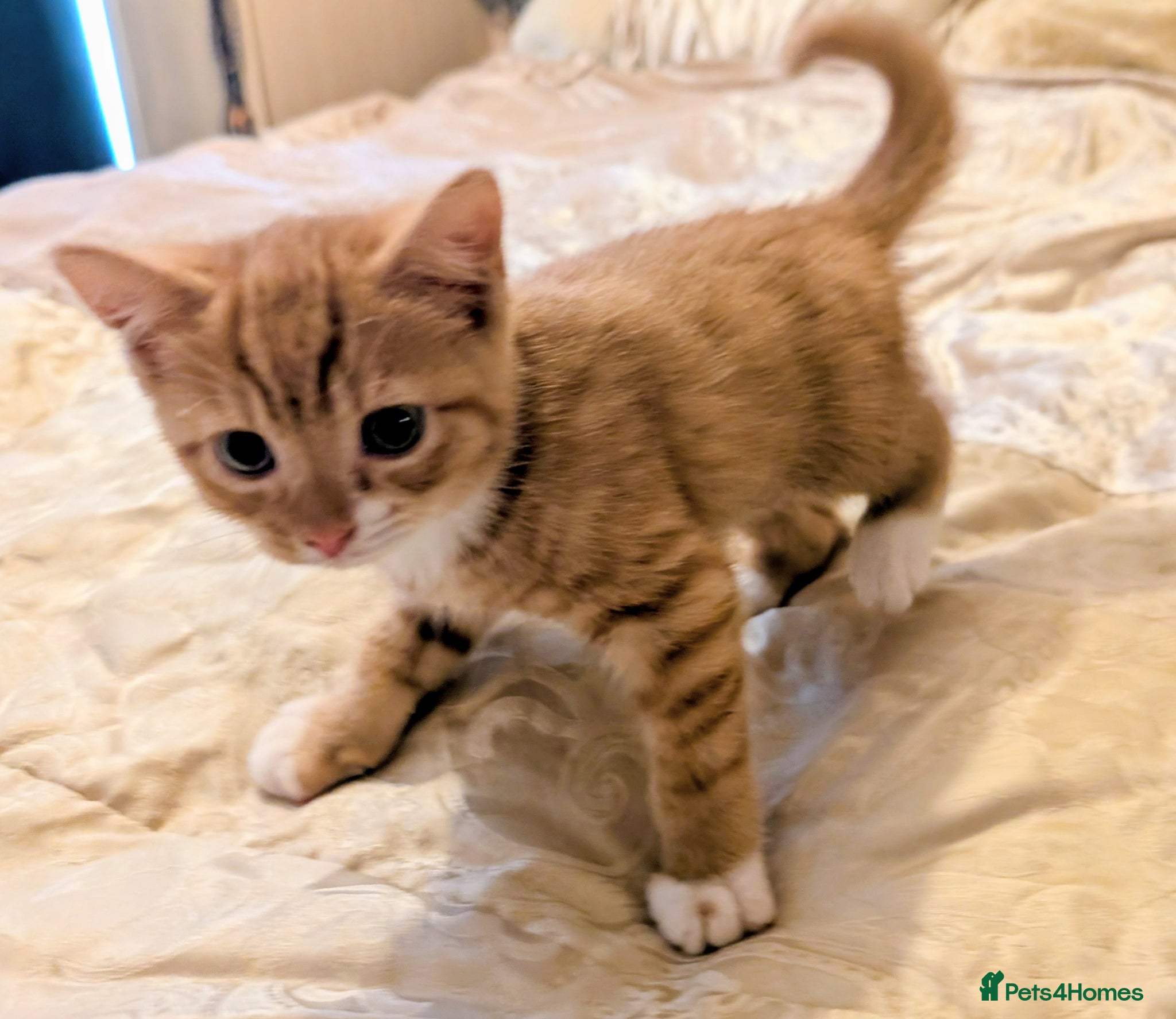 Mixed Breed cats Beautiful kittens for sale  - Advert 4