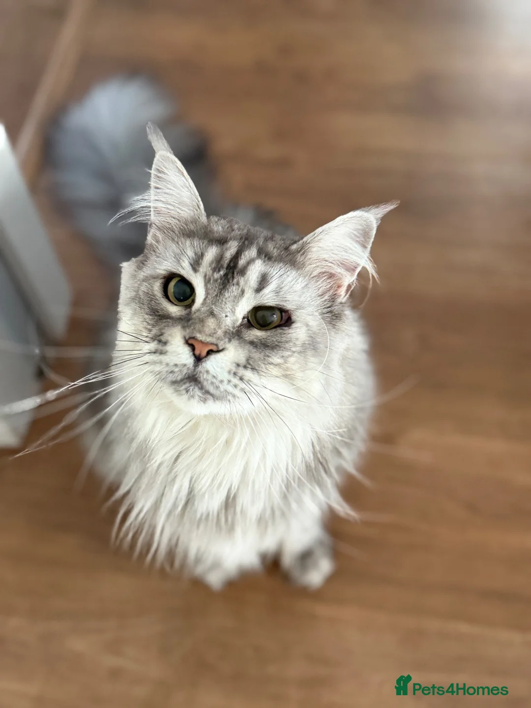 Maine Coon cats for sale:  🐾 Seeking Their Forever Homes Cleo and Dalia 🐾 - Advert 12