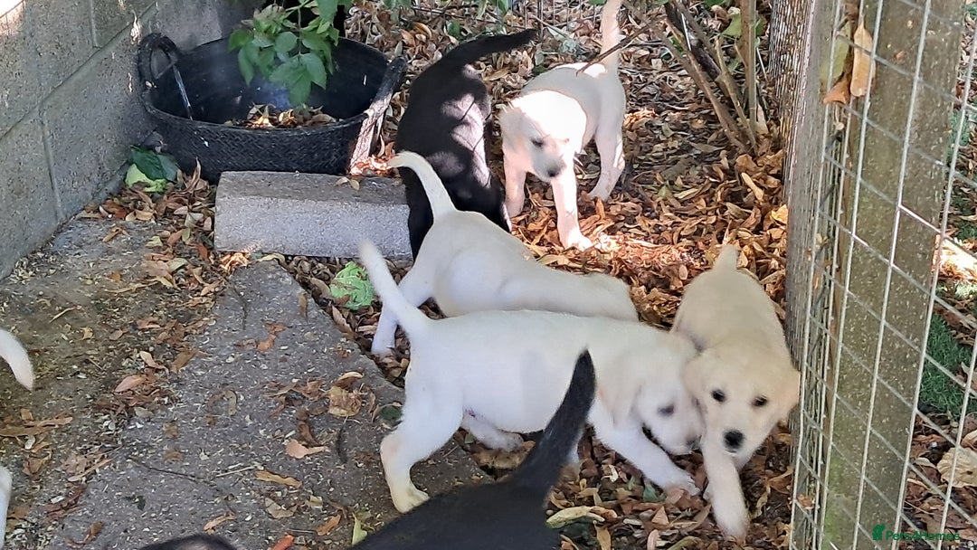 Labrador Retriever dogs for sale: Robust, sensible, yellow KC Labrador Pups - Image 4