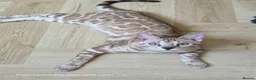 Bengal cats for sale: Bengal Brother & Sister  - Advert 5