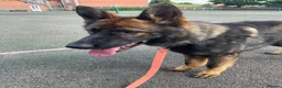 German Shepherd dogs for sale: Rocky - 1 Year Old Male German Shepherd - Advert 2