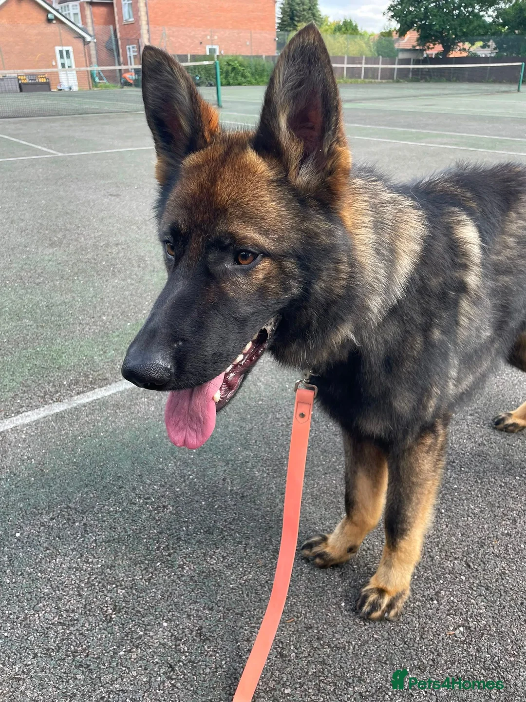 German Shepherd dogs for sale: Rocky - 1 Year Old Male German Shepherd - Advert 2