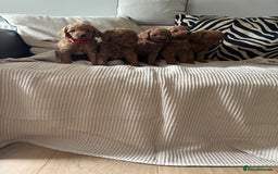 Labradoodle dogs for sale: Red curly labradoodles (F1b) - Image 4